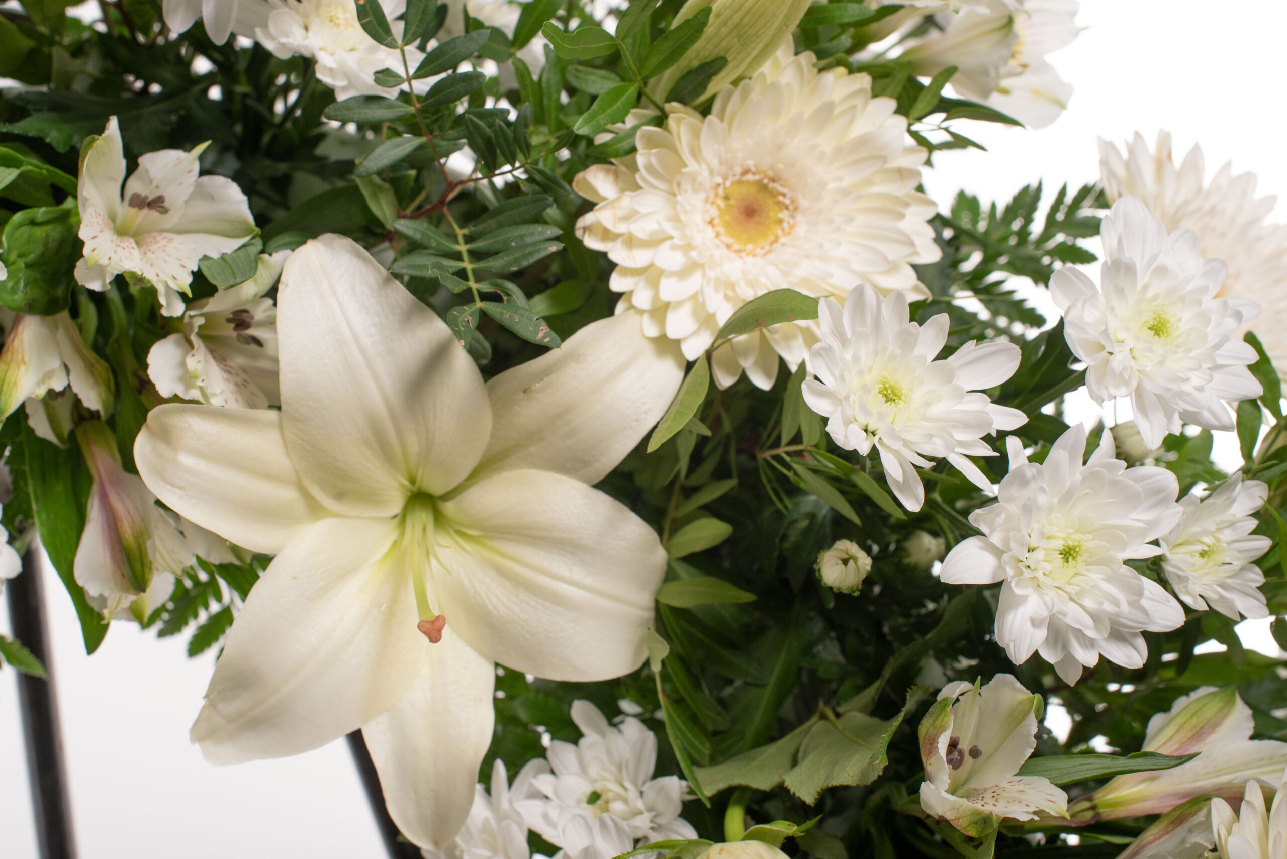 Corona mitjana blanca.