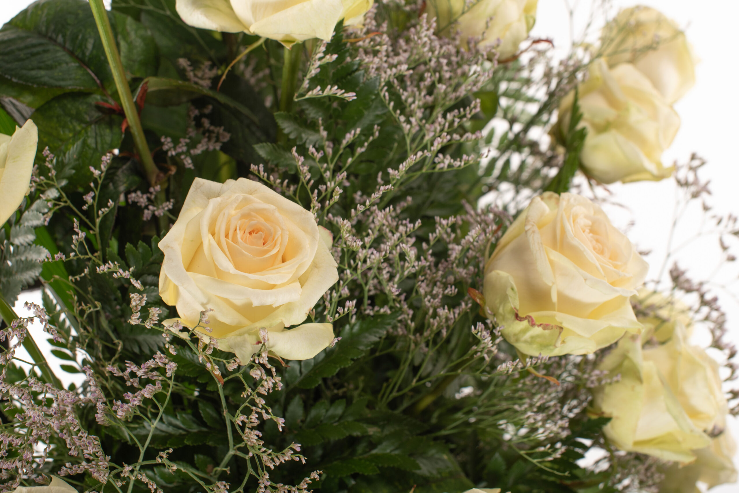 Palma de roses blanques